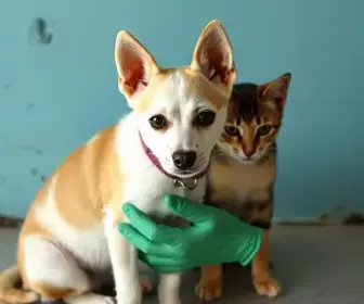 castração gratuita de cães e gatos
